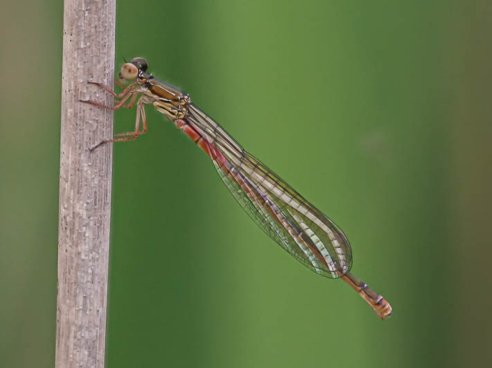 Ceriagrion tenellum female teneral-.jpg